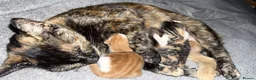 Domestic Shorthair cats for sale: Two beautiful female kittens for new home - Advert 4