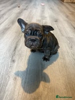 French Bulldog dogs - Advert 12