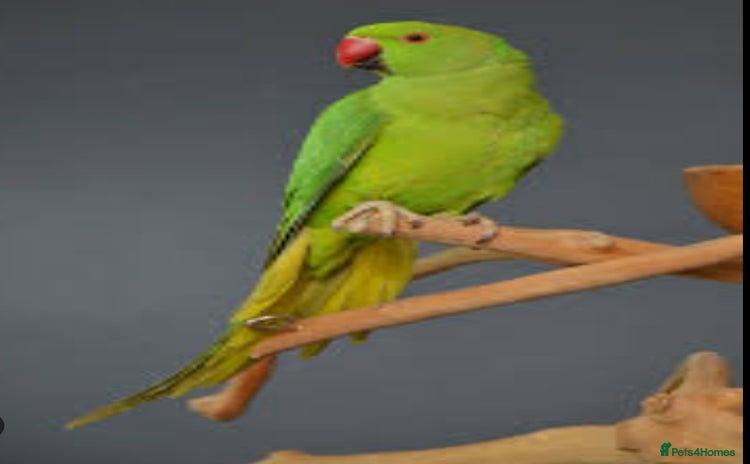 Ringnecks birds - Advert 4