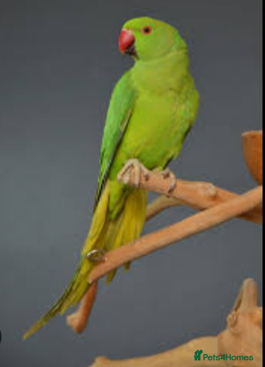 Ringnecks birds for sale: Free Green Indian Ringneck - Image 1