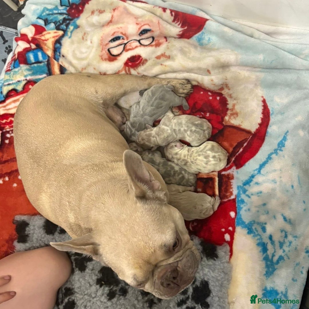 French Bulldog dogs for sale: Merle/Lilac/Isabella Fawn Frenchies - Image 13