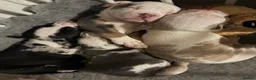 Mixed Breed dogs for sale: Tri Merle Staff lovely colours  in Hemel Hempstead - Advert 26