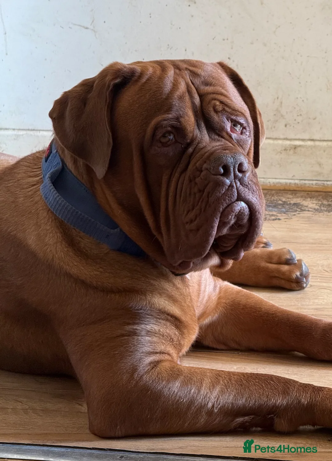 Dogue De Bordeaux dogs for sale: Belgiums Bordeaux’s  in Edinburgh - Advert 1