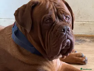 Dogue De Bordeaux dogs Belgiums Bordeaux’s - Advert 8