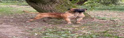 Bullmastiff dogs for stud: BAD MOON KENNELS - Advert 2