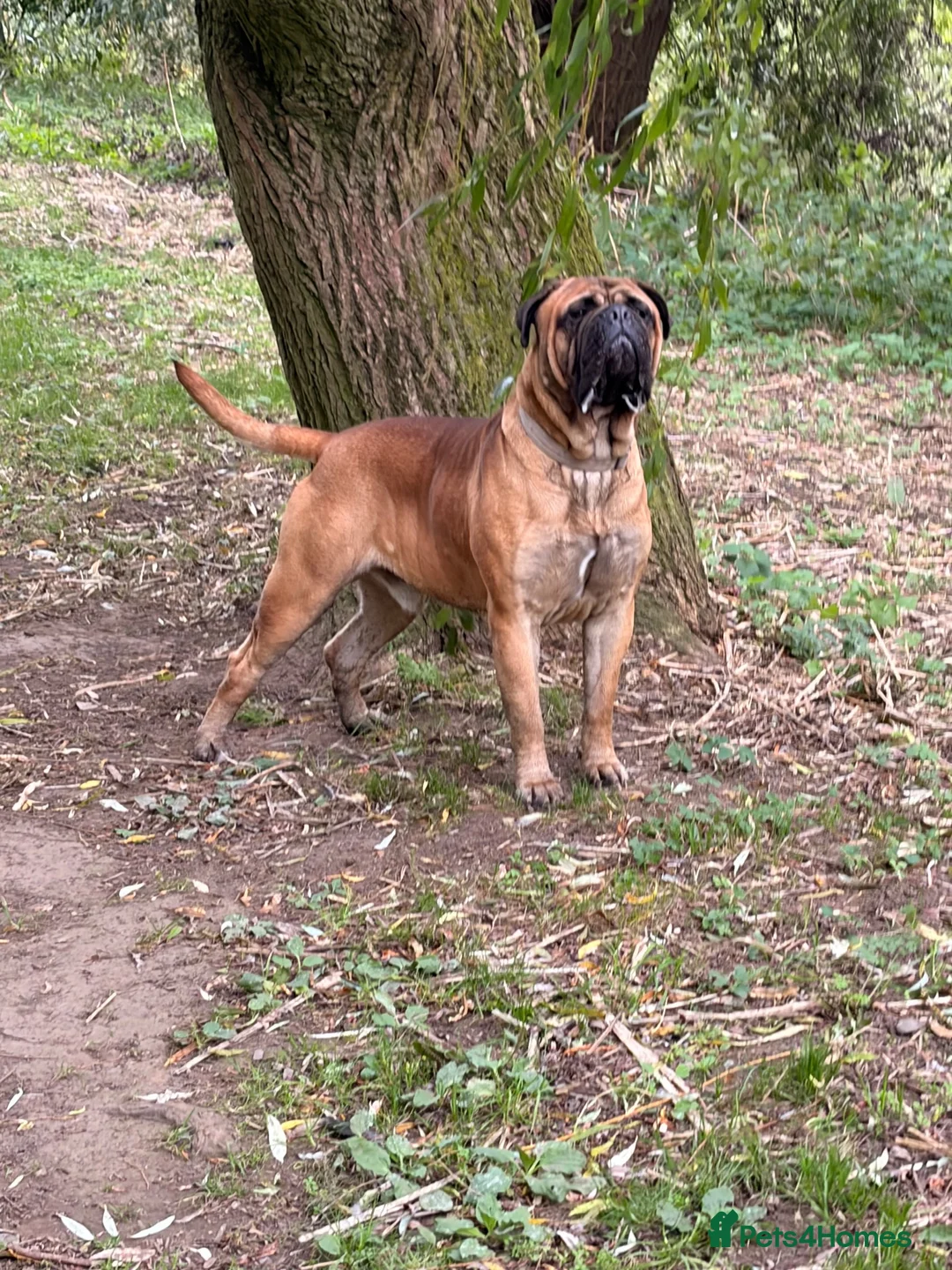 Bullmastiff dogs for stud: BAD MOON KENNELS - Advert 2