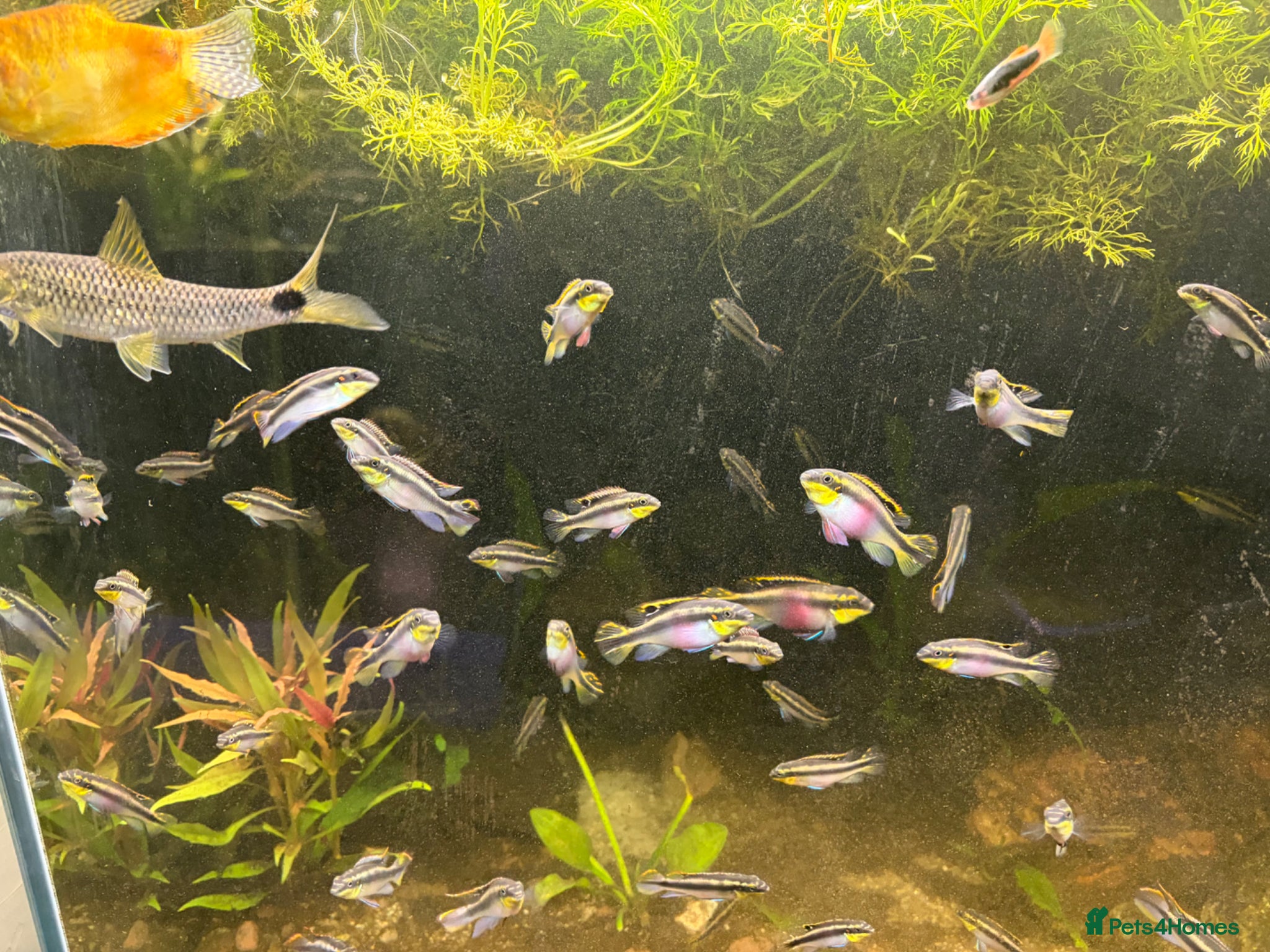 Cichlids fish Kribensis cichlids for sale all sizes/ages - Advert 1