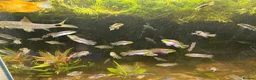 Cichlids fish for sale: Kribensis cichlids for sale all sizes/ages - Advert 1