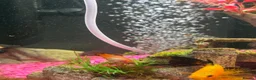 Mollies fish for sale: Mollies - Adults, Juvenile and Fry in Leeds - Advert 4