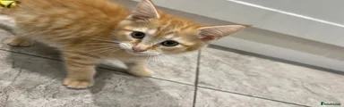 Mixed Breed 2 ginger