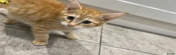 Mixed Breed cats for sale: Beautiful Friendly Kittens Ready for Loving Homes - Advert 8