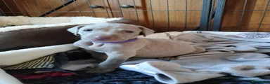 Weimaraner 1
