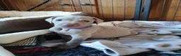 Weimaraner dogs for sale:  Beautiful KC Reg Puppies. Parents hip scored.  - Advert 40
