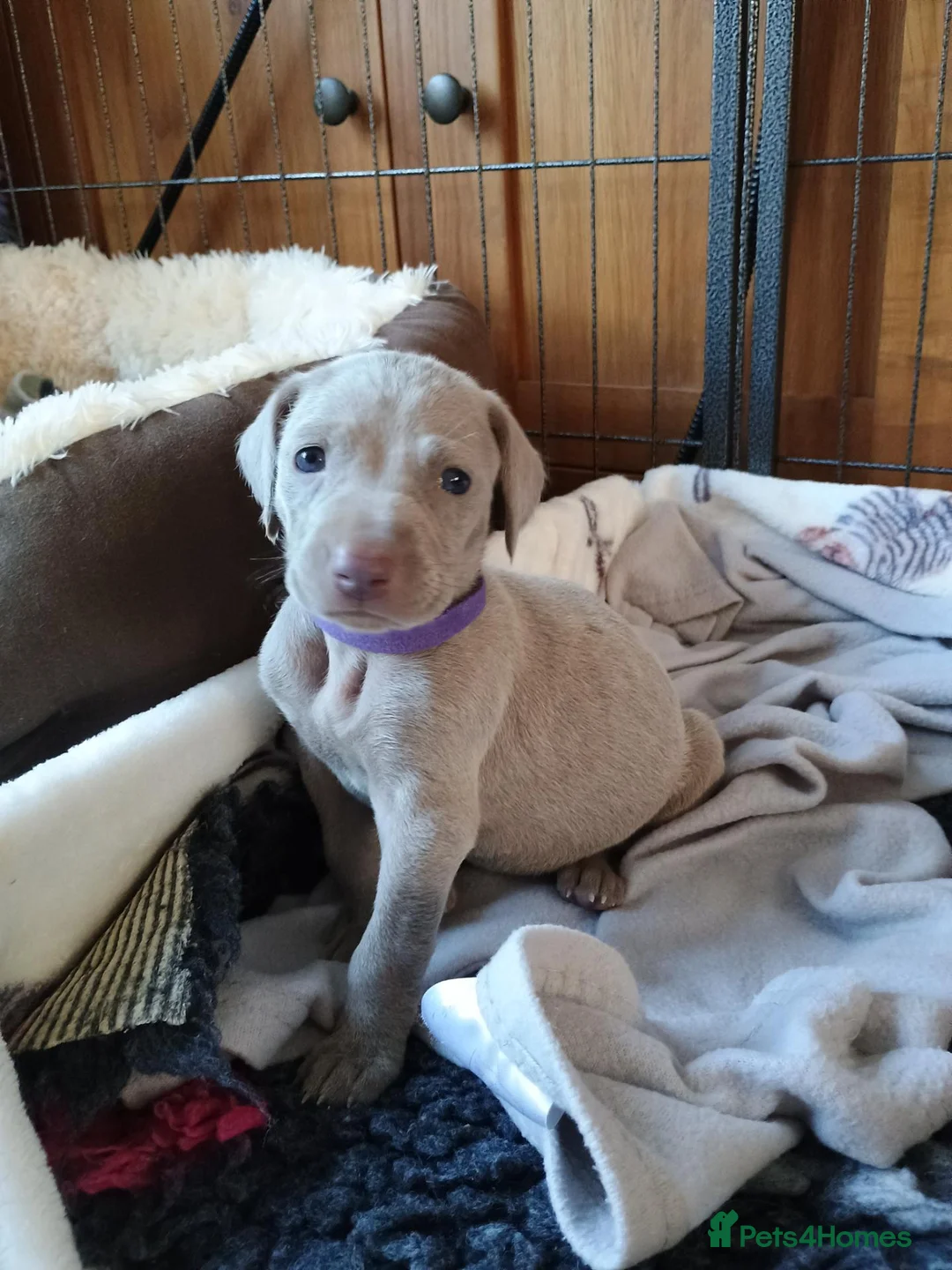 Weimaraner dogs for sale:  Beautiful KC Reg Puppies. Parents hip scored.  - Advert 40
