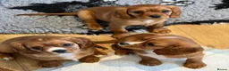 Cavalier King Charles Spaniel dogs for sale: KC REG HEALTH TESTED CAVALIER PUPPIES - Advert 3