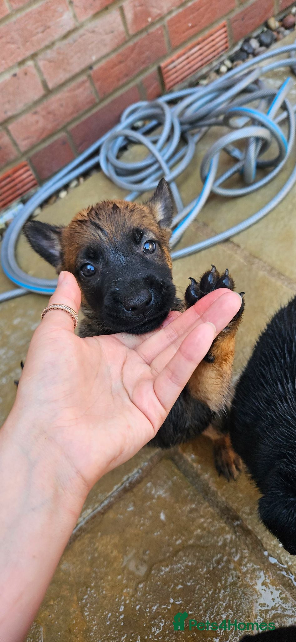 Belgian Shepherd Dog dogs Female BRN Dutch Herder Puppies - Advert 3