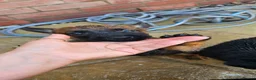 Belgian Shepherd Dog dogs for sale: Female BRN Dutch Herder Puppies - Advert 1