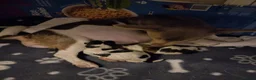 Jack Russell dogs for sale: Beautiful jack Russell puppies  in Bridgwater - Advert 21