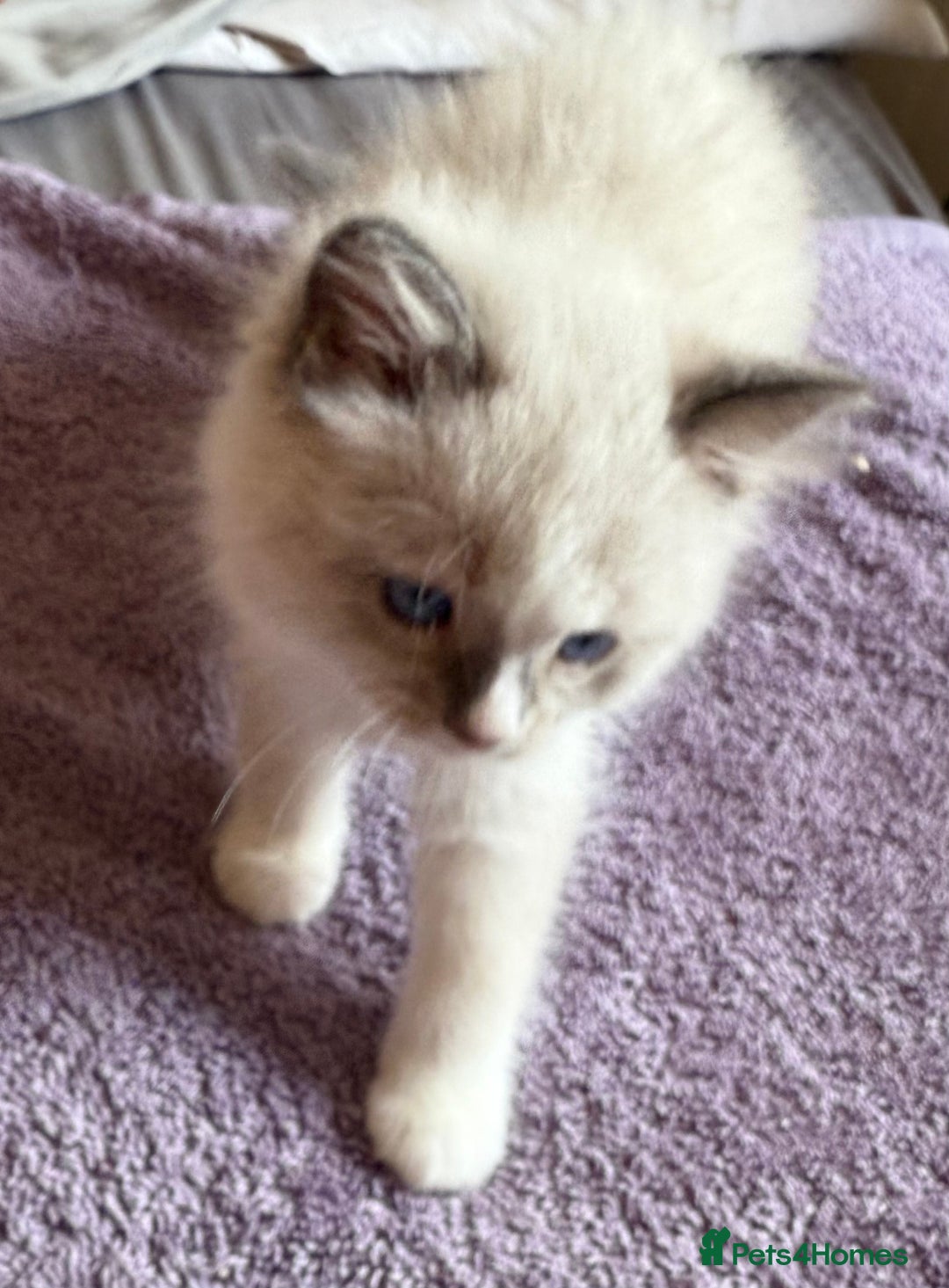 Ragdoll cats for sale: GCCF Champion Mink & blue point Ragdolls - Image 13