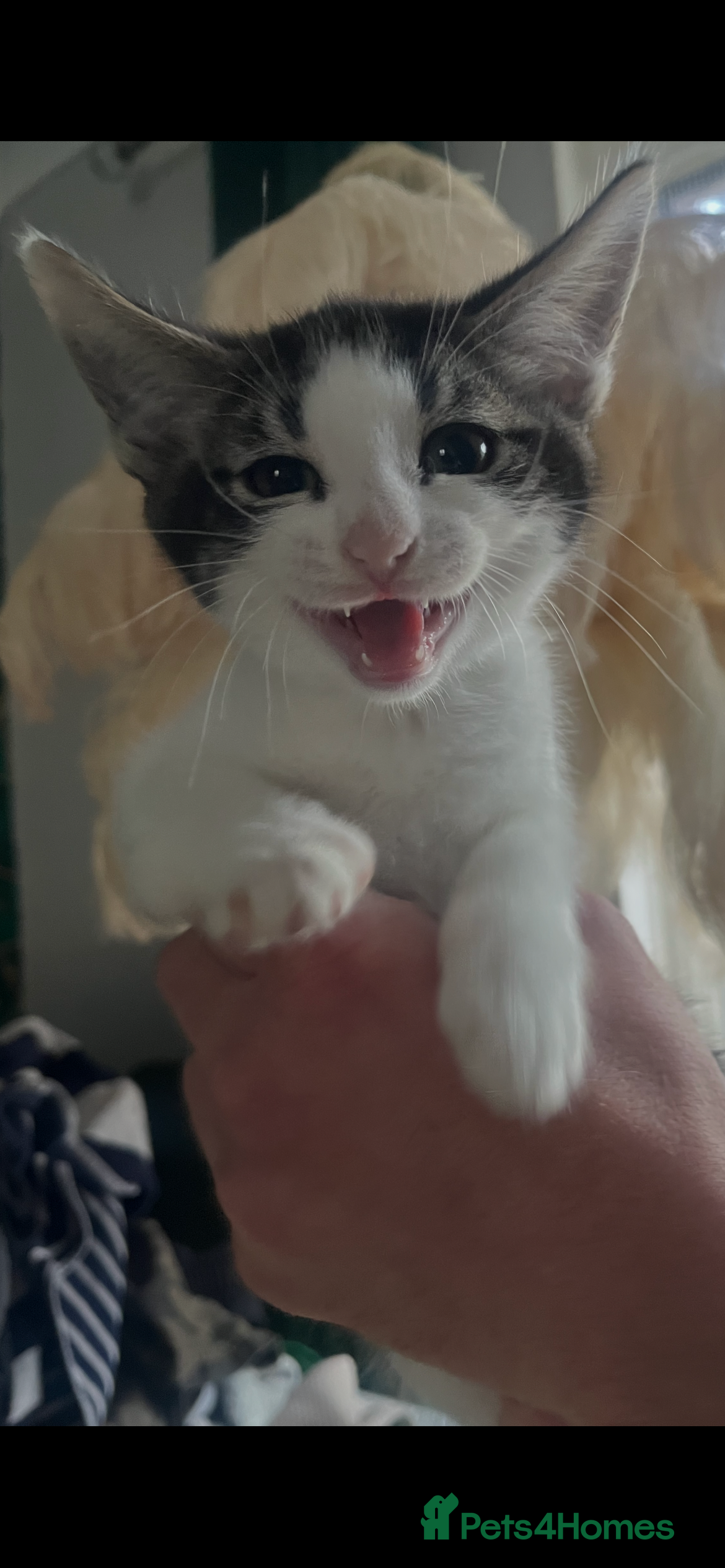 Norwegian Forest Cat cats Mixed breed/Norwegian Forest Cat  - Advert 1