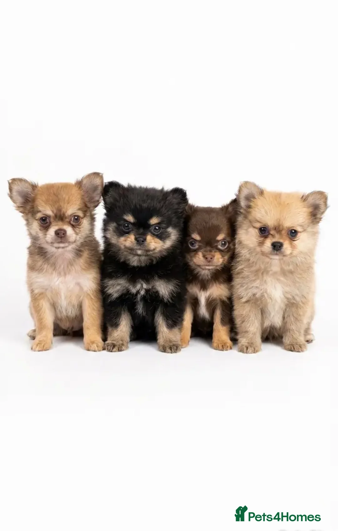 Pomchi dogs for sale: Pomchi puppy 1 GIRL LEFT READY NOW  - Advert 1