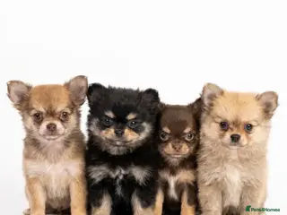 Pomchi dogs STUNNING Pomchi litter, READY NOW - Advert 18