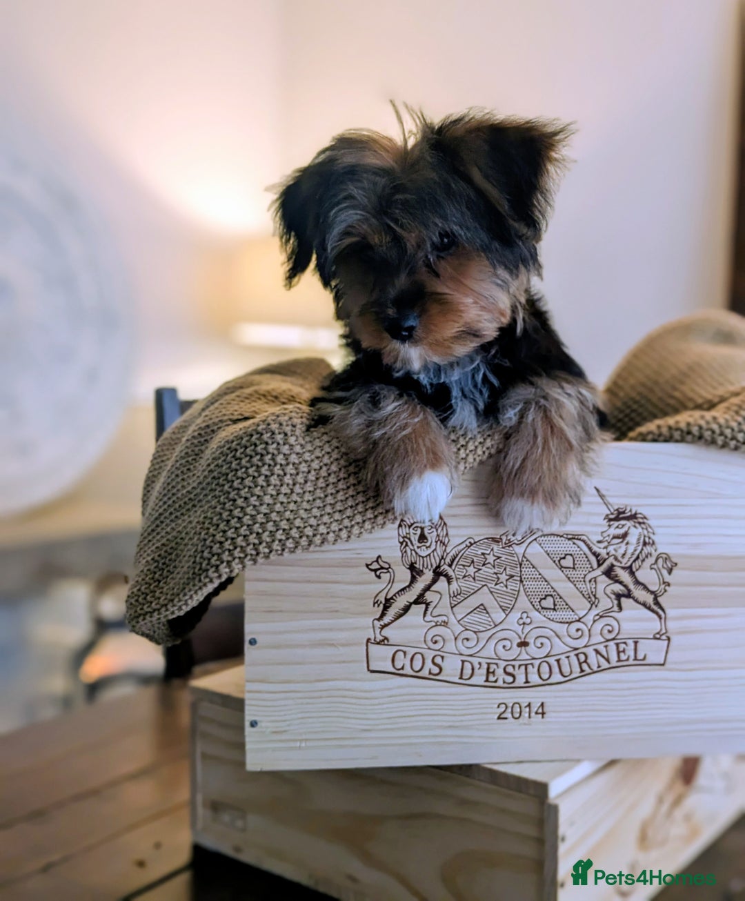 Yorkshire Terrier dogs for sale: 2 Biewer Yorkshire Terrier Boys – Ready Now! - Advert 20