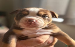 Mixed Breed dogs for sale: Stunning English bulldog mix pocket bully  - Image 35