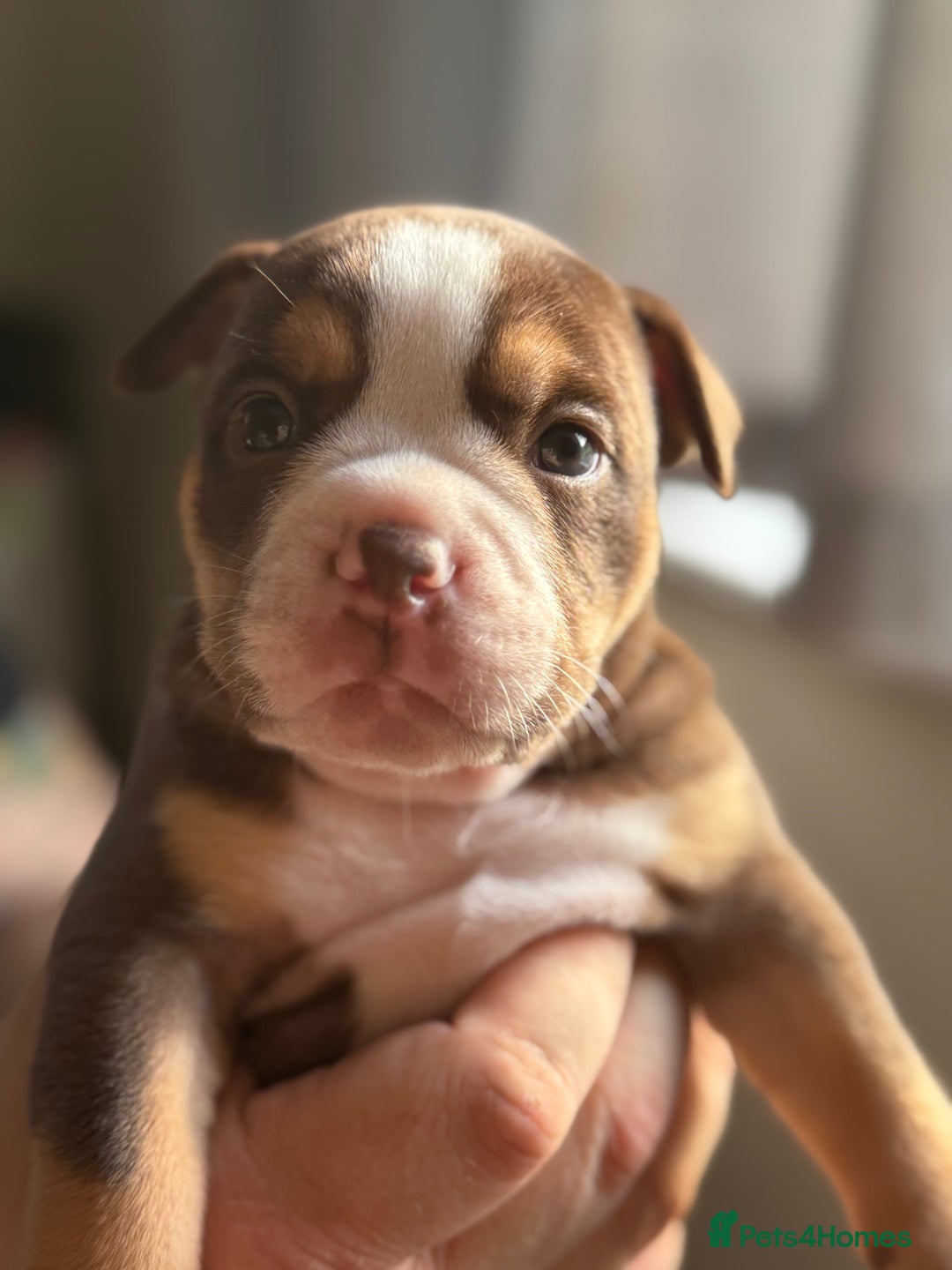 Mixed Breed dogs for sale: Stunning English bulldog mix pocket bully  - Image 35