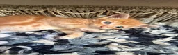 Mixed Breed cats for sale: *Beautiful mixed litter* - Advert 17