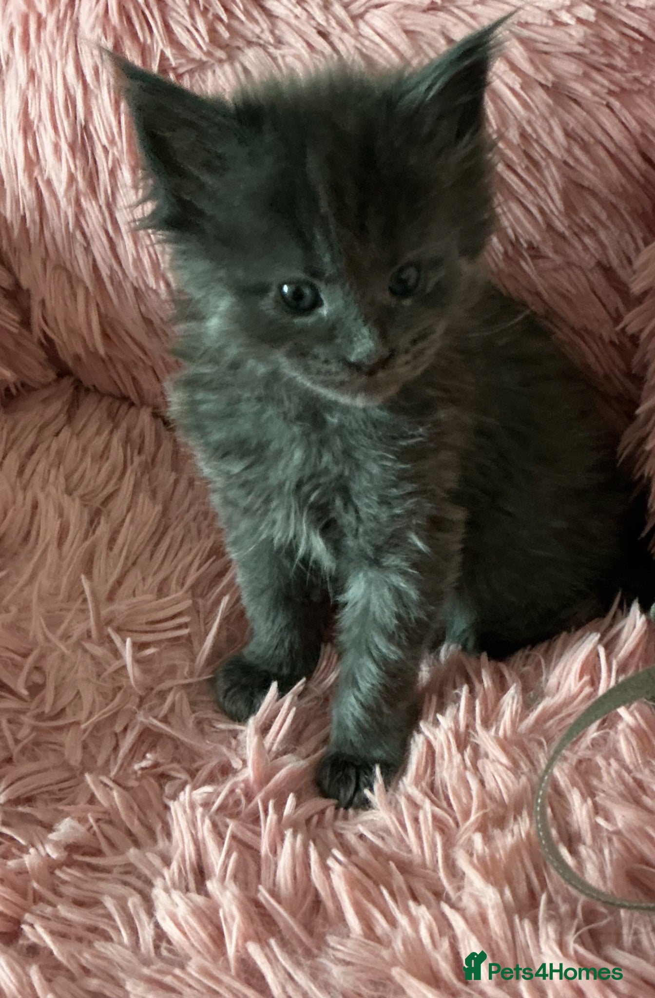 Maine Coon cats GCCF Registered MaineCoon Blue/Black Smoke & White - Advert 2