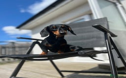 Miniature Dachshund dogs for sale: Stunning Smooth Black & Tan Miniature Dachshunds - Image 12