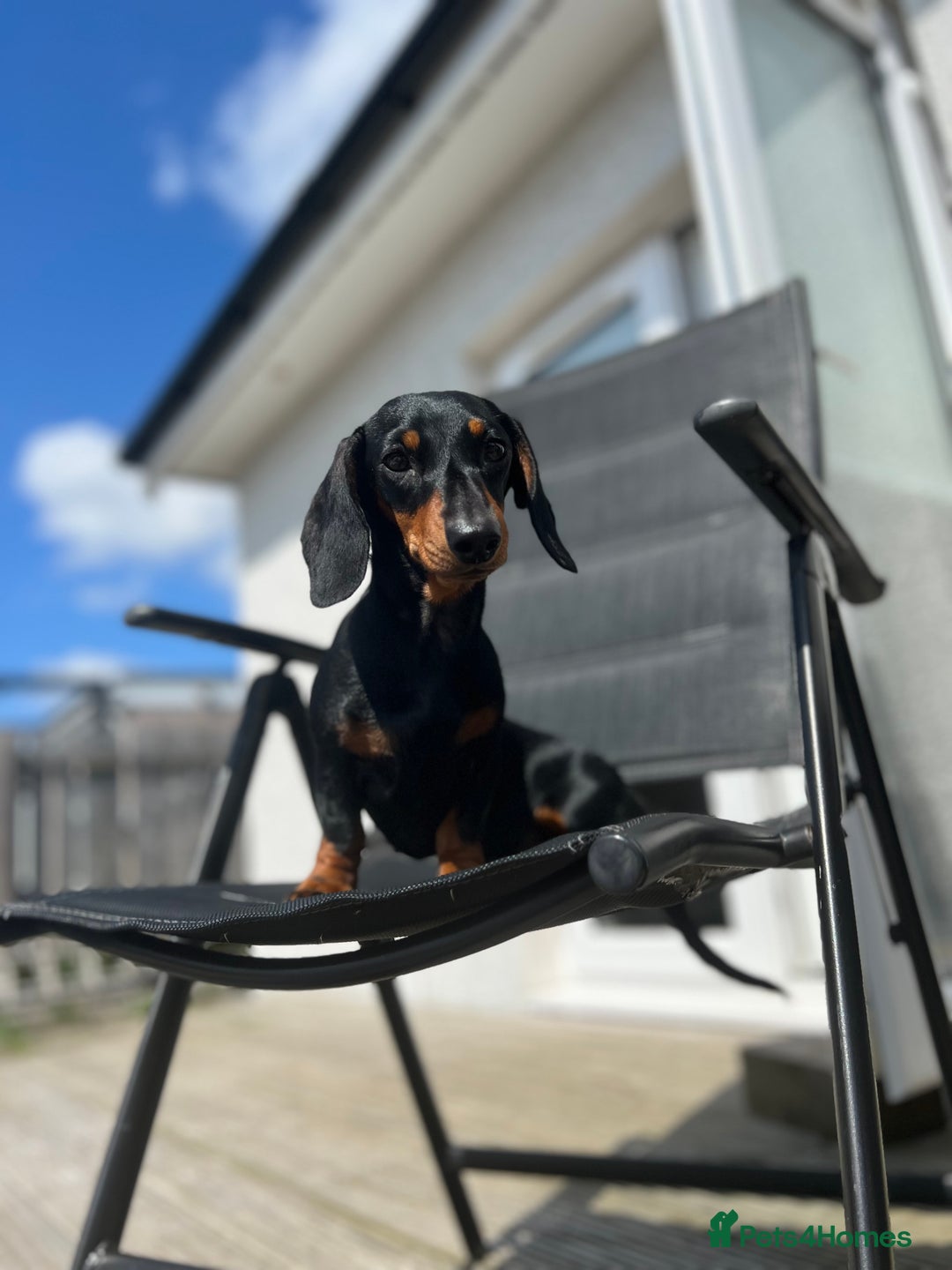 Miniature Dachshund dogs for sale: Stunning Smooth Black & Tan Miniature Dachshunds - Image 12