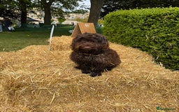 Cockapoo dogs for sale: Beautiful little cockapoo Ruby seeking a new home  - Image 12