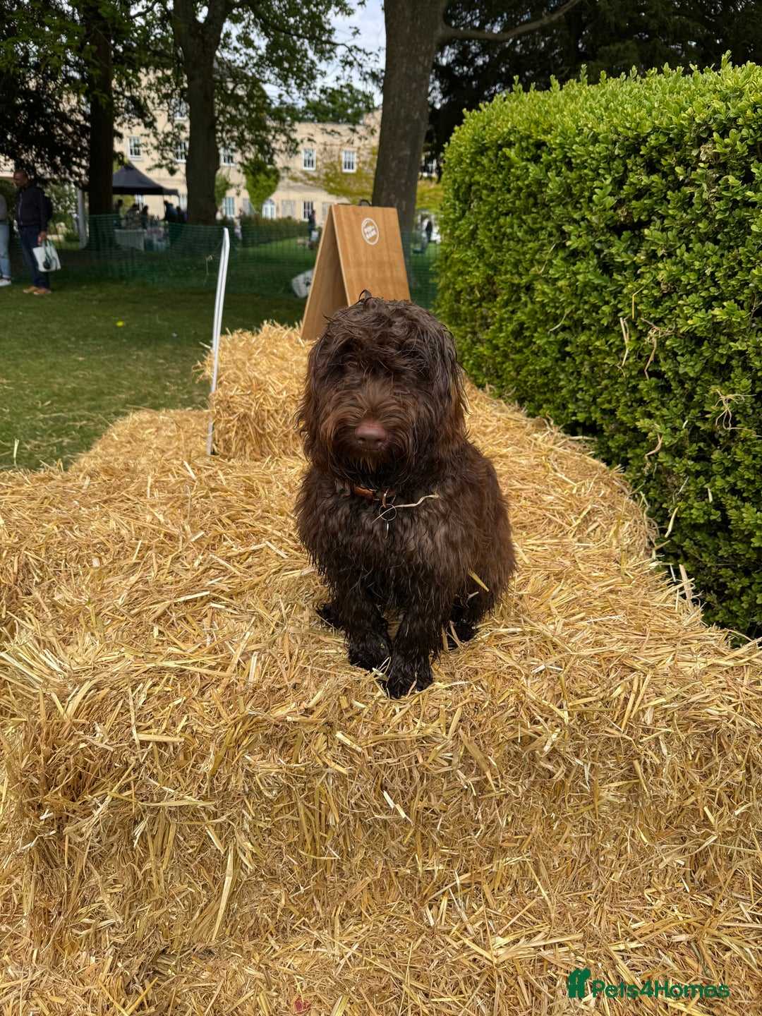 Cockapoo dogs for sale: Beautiful little cockapoo Ruby seeking a new home  - Image 12