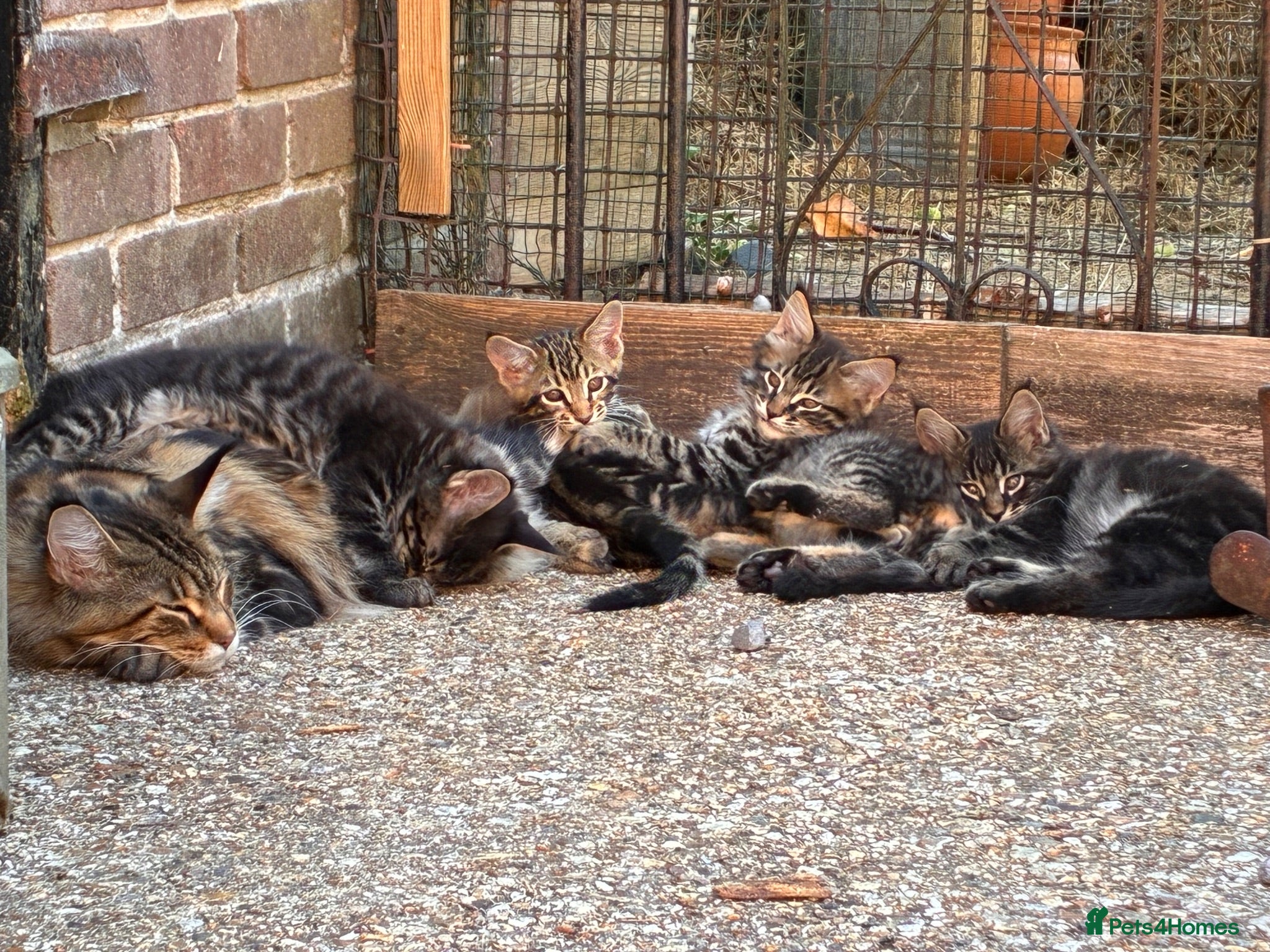 Maine Coon cats Stuning Maine Coone kittens - Advert 1