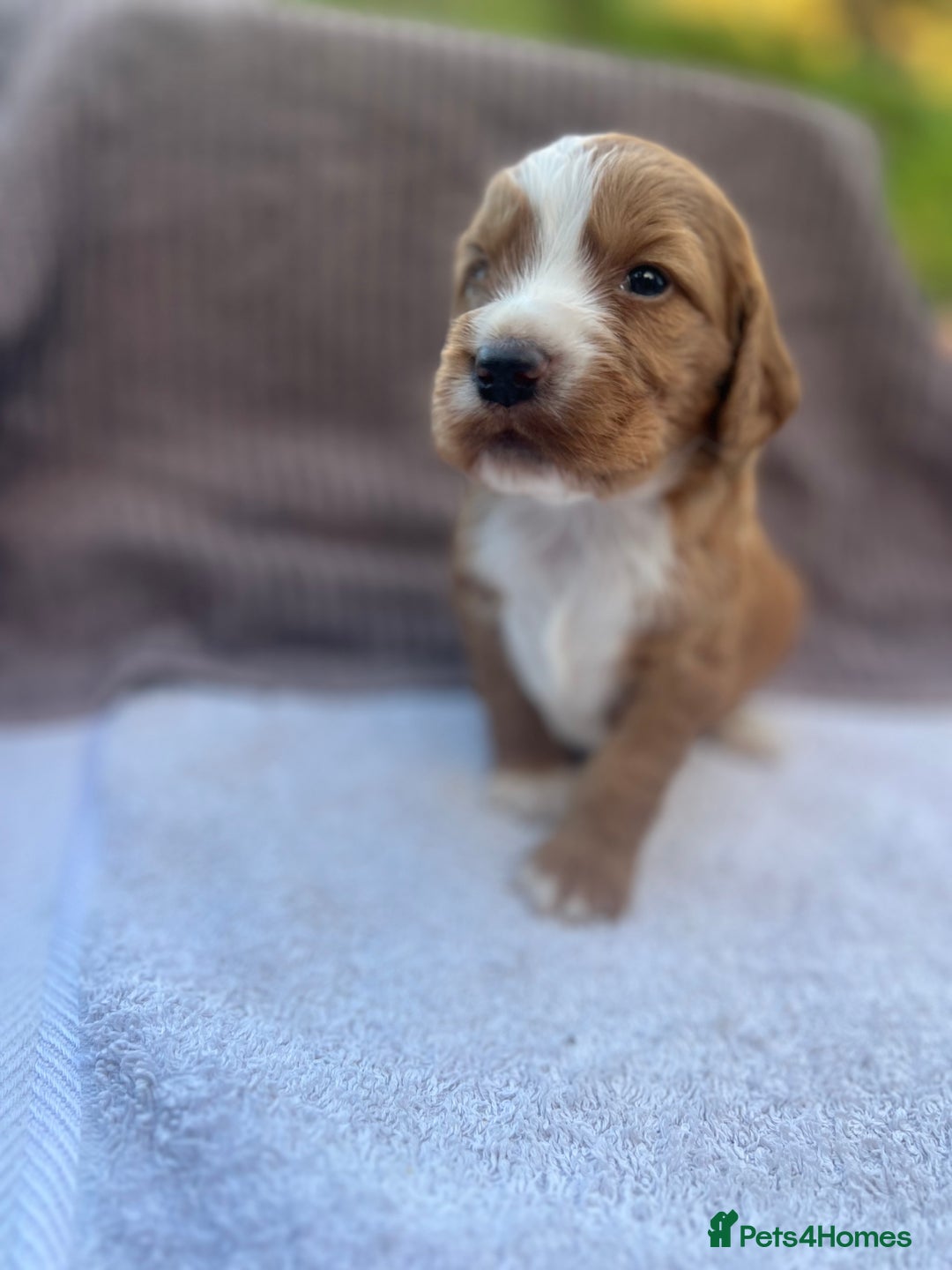 Cocker Spaniel dogs for sale: Working Cocker Spaniel Puppies  - Image 8