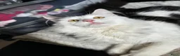 British Shorthair cats for sale: KITTENS FOR SALE NOTTINGHAM NG6📍 in Nottingham - Advert 1