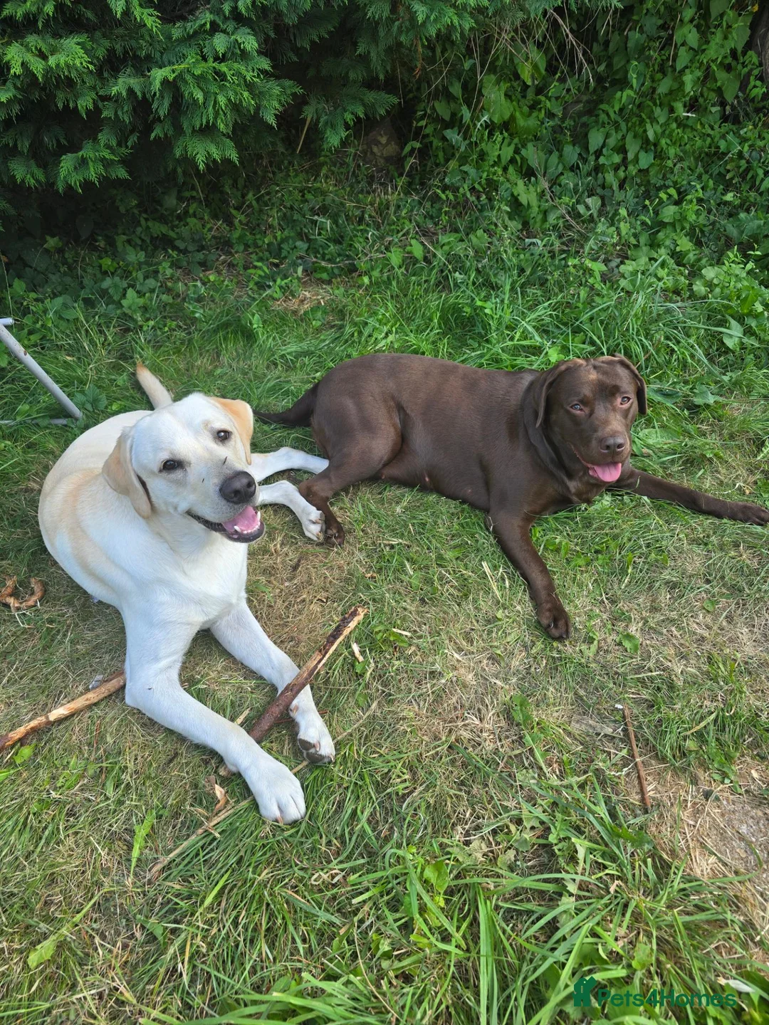 Labrador Retriever dogs for sale: Puppies confirmed by scan in Fareham - Advert 3