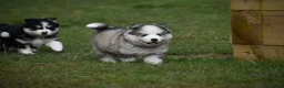 Pomsky dogs for sale: Genuine Pomsky puppies from health tested parents - Advert 12