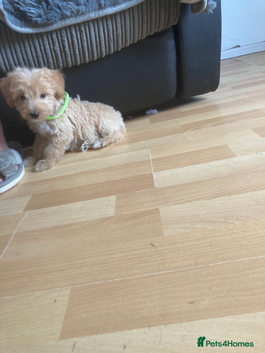 Bordoodle dogs for sale: 8 beutifull bordoodle puppys - Image 24