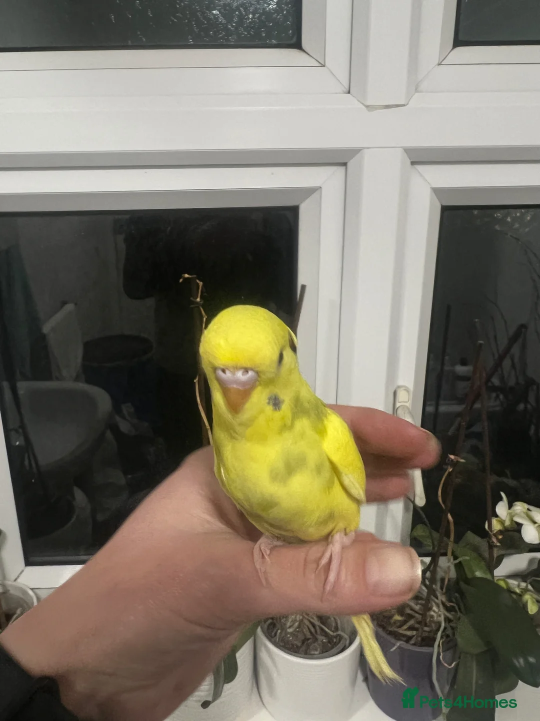 Budgerigars birds for sale: Hand reared baby budgies for sale - Advert 2