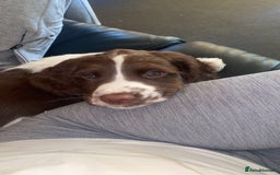 English Springer Spaniel dogs for stud: Springer spaniel stud  - Advert 3