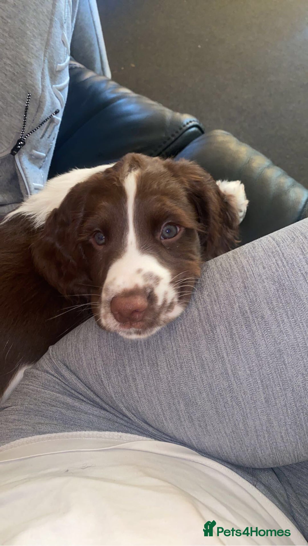 English Springer Spaniel dogs for stud: Springer spaniel stud  - Advert 3