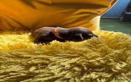 Miniature Dachshund dogs for sale: Miniature Dachshund stunning puppies  - Image 24