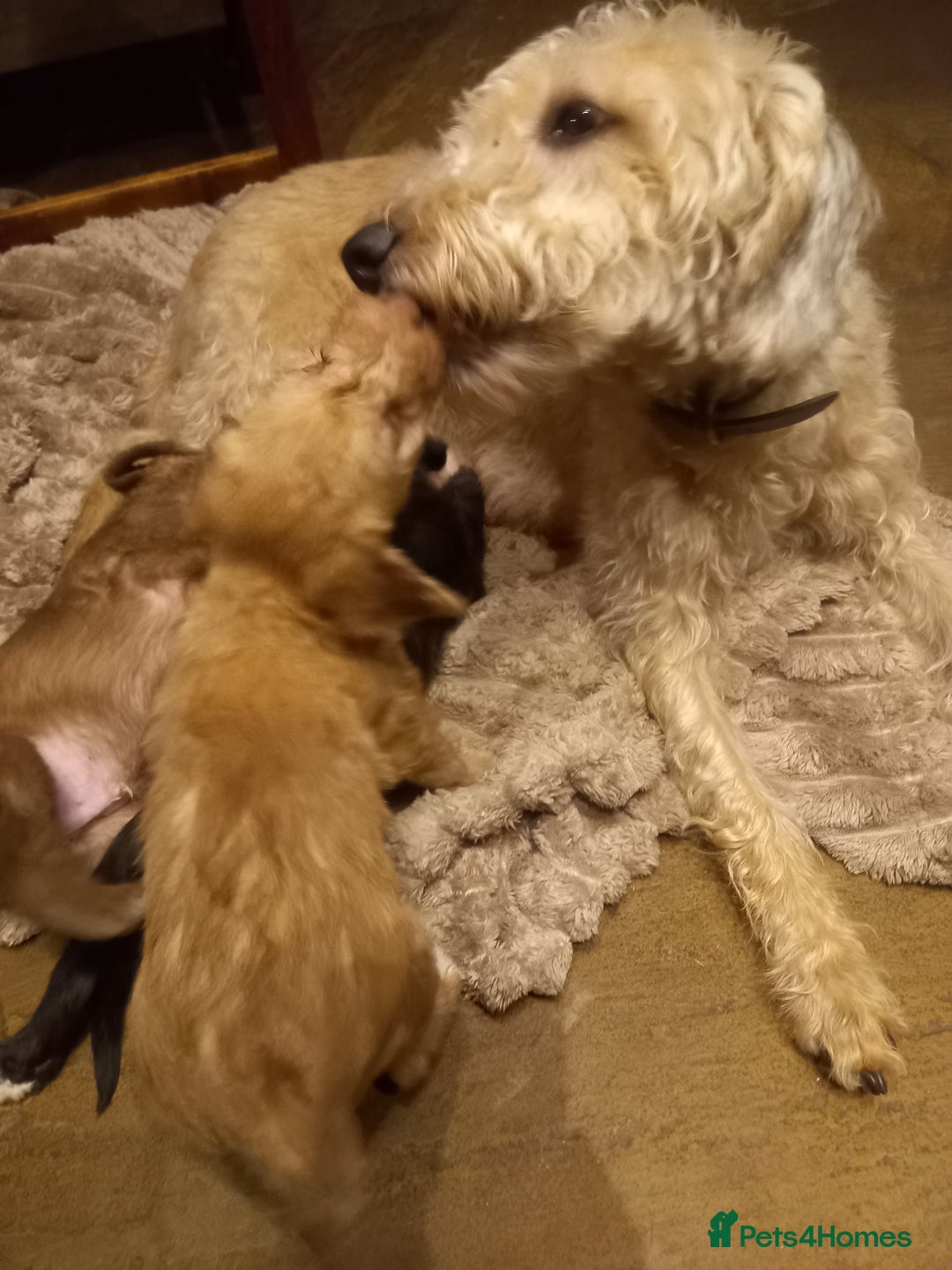 Bedlington Terrier dogs for sale: 7/8 Bedlington 1/8 whippet puppies  - Advert 21