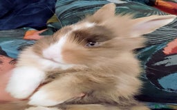 Mixed Breed rabbits for sale: Two Utterly Gorgeous Baby Bunnies - Advert 6