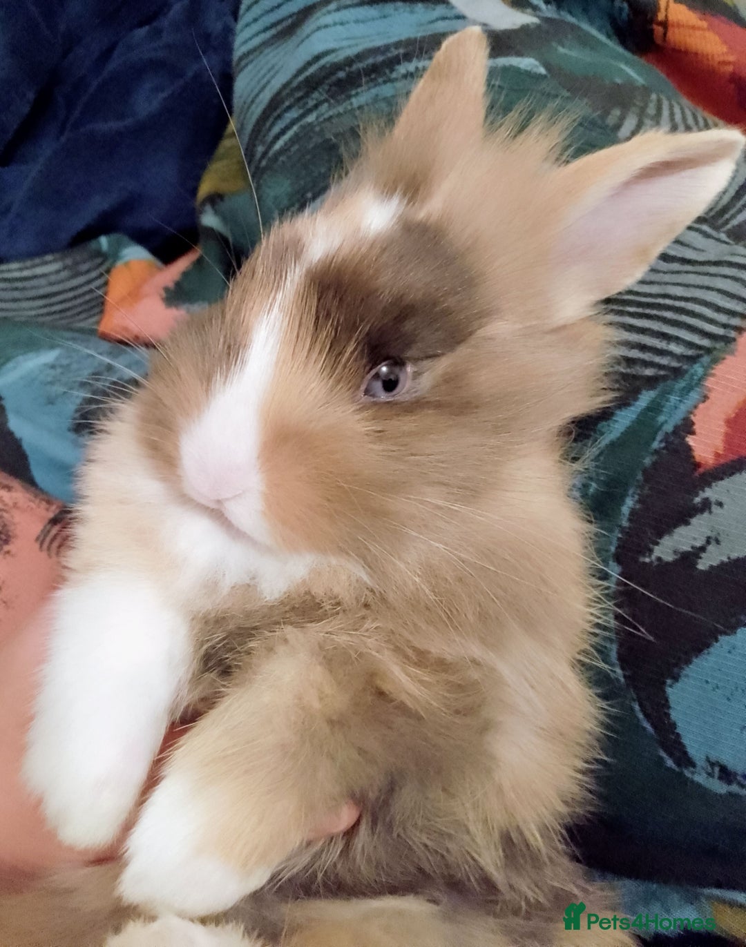 Mixed Breed rabbits for sale: Two Utterly Gorgeous Baby Bunnies - Advert 6
