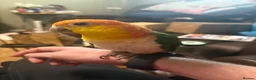 Parrots birds for sale: Caique in Thetford - Advert 3
