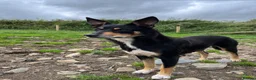 Australian Kelpie dogs for sale: Kelpie cross Collies in Launceston - Advert 1